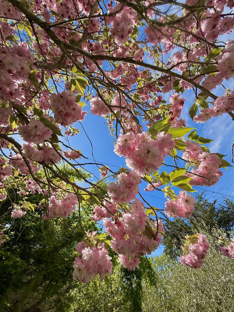 669 Whitstone-Five Forks Road Five Forks and Surrounds_25