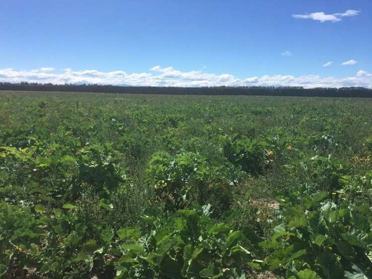 130 Mcleans Island Road Harewood_8