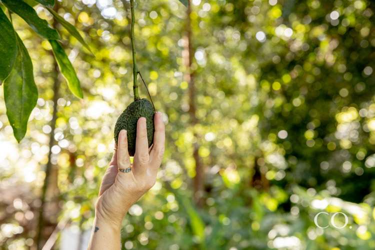 21a Sharyn Place Brookfield_5