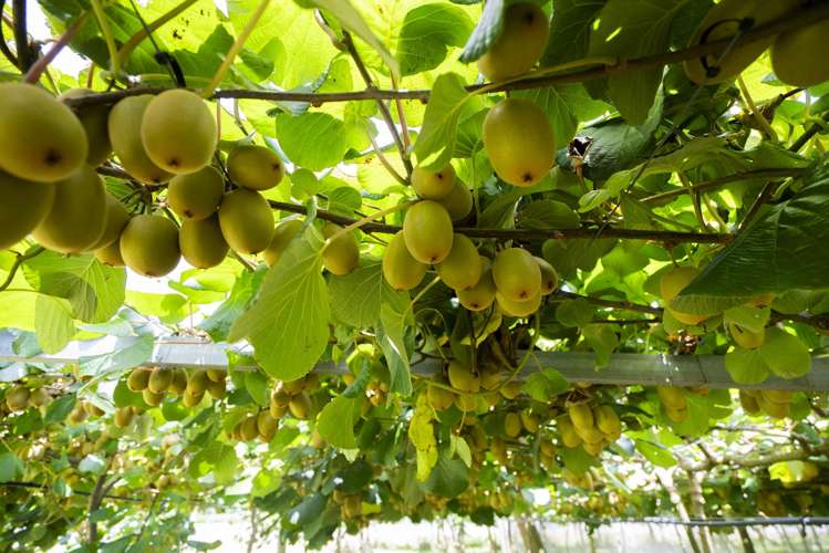 457 Whatitiri Road Poroti_12