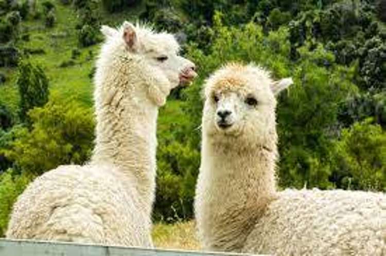 25b Phillip Avenue Glen Eden_42