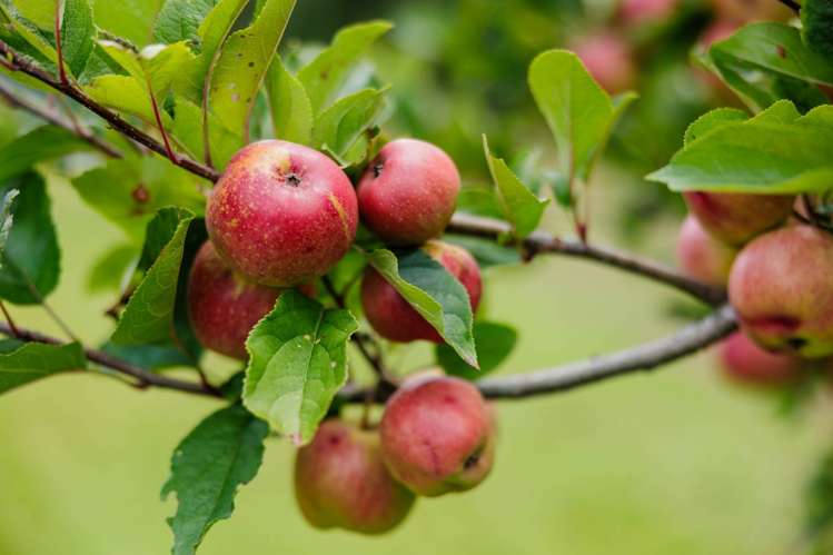 118 Wiroa Road Kerikeri_32