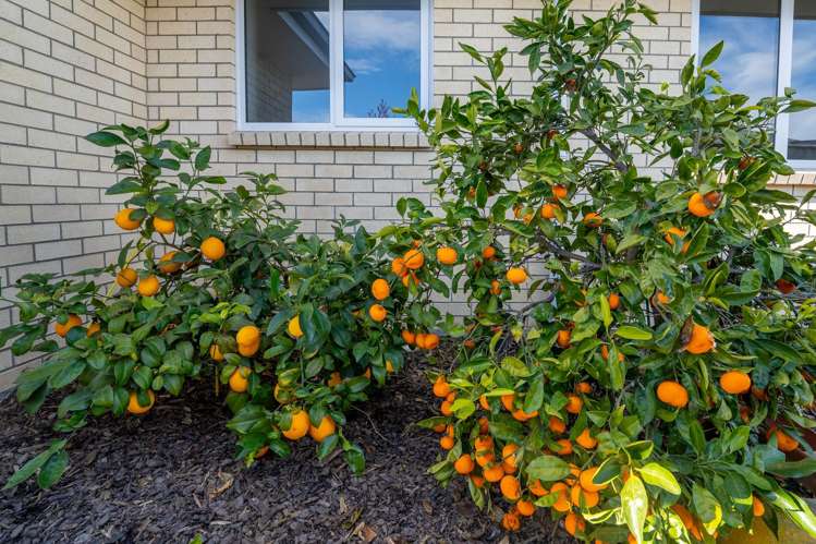 8 Mccrae Street Wakefield_29