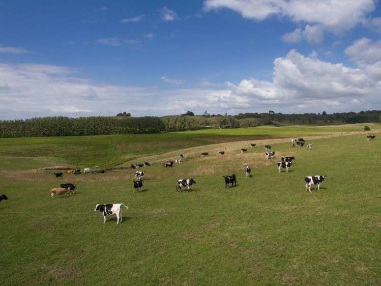 137 Sanson Road Ruawaro_1