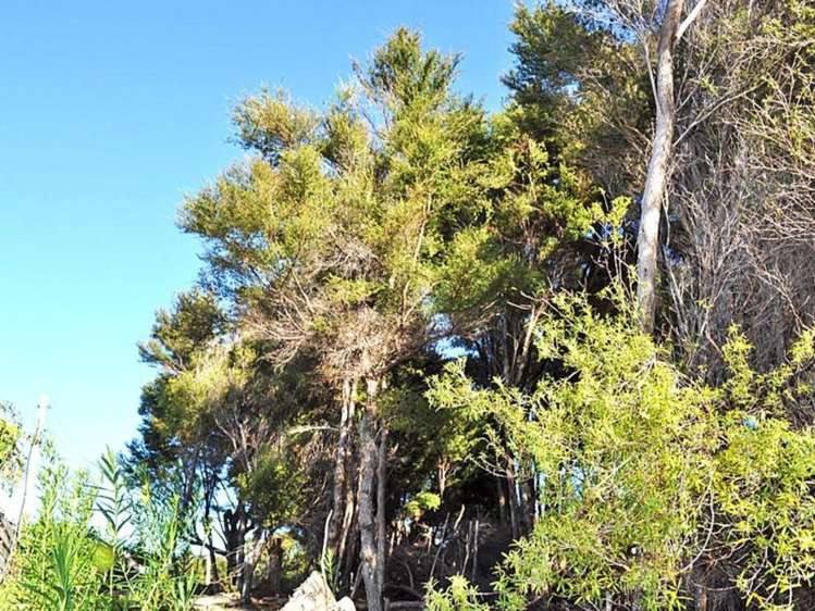 7 Lavinia Place Kawau Island_8