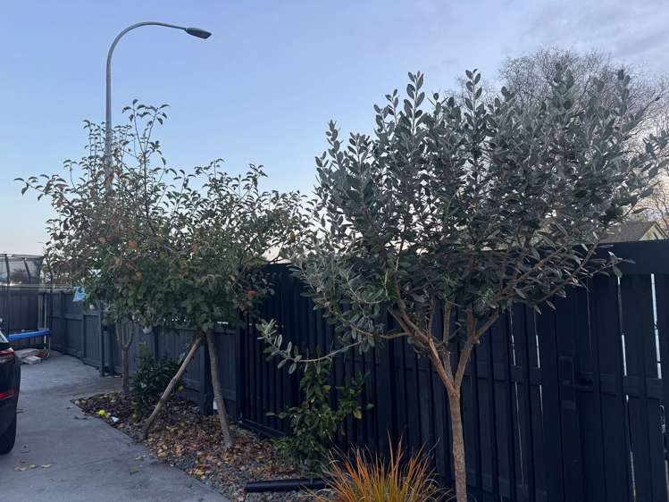 12 Totara Drive Saint Andrews_16