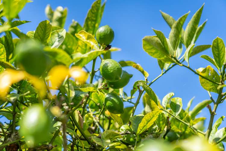 83 Pasadena Crescent Totara Park_18