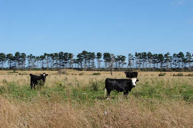 194 Talls Road Gorge Road_1