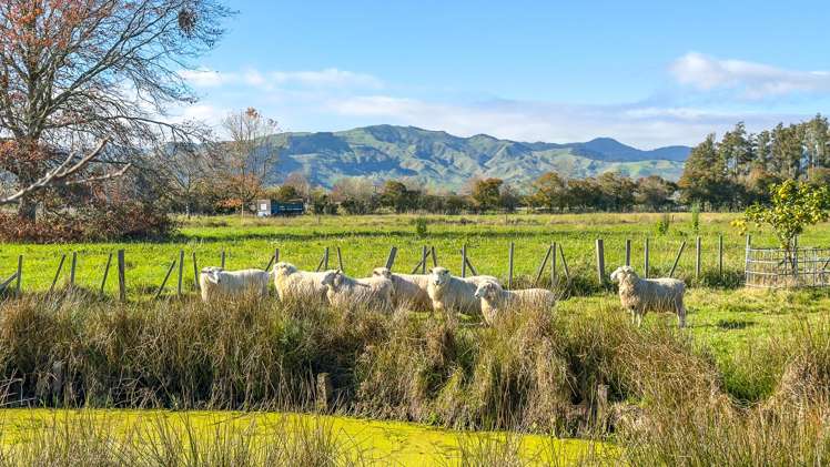 6736 Wilson Road Paeroa_3
