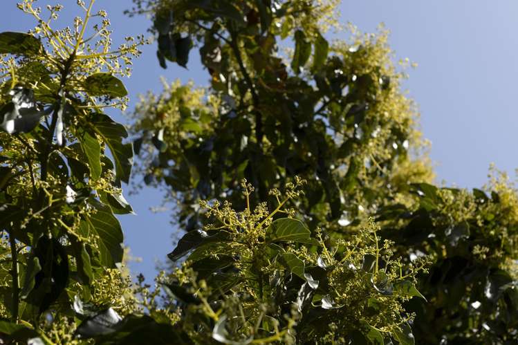 Lot Lot 8/27 Turk Valley Rd Pukenui_19