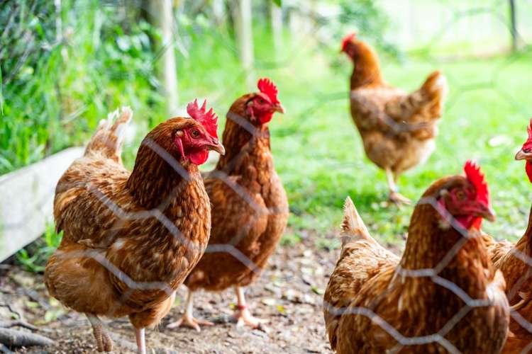 73 Ranganui Road Kaiwaka_49