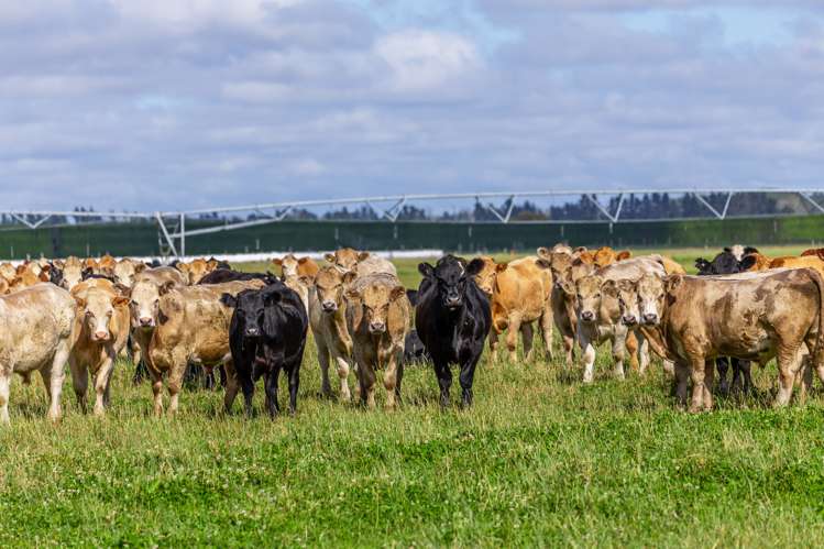 589 Coutts Island Road Coutts Island_5