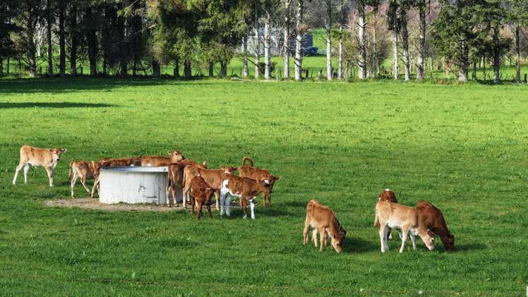 57 Ohutu Road Galatea_18