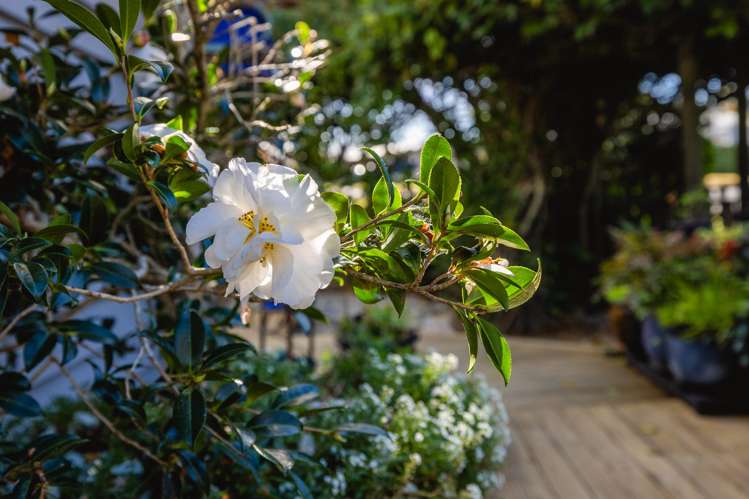 45 Tahatai Road Oneroa_25