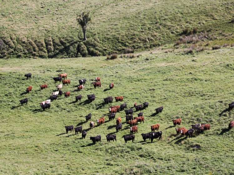 1007 Motunau Beach Road Motunau_9