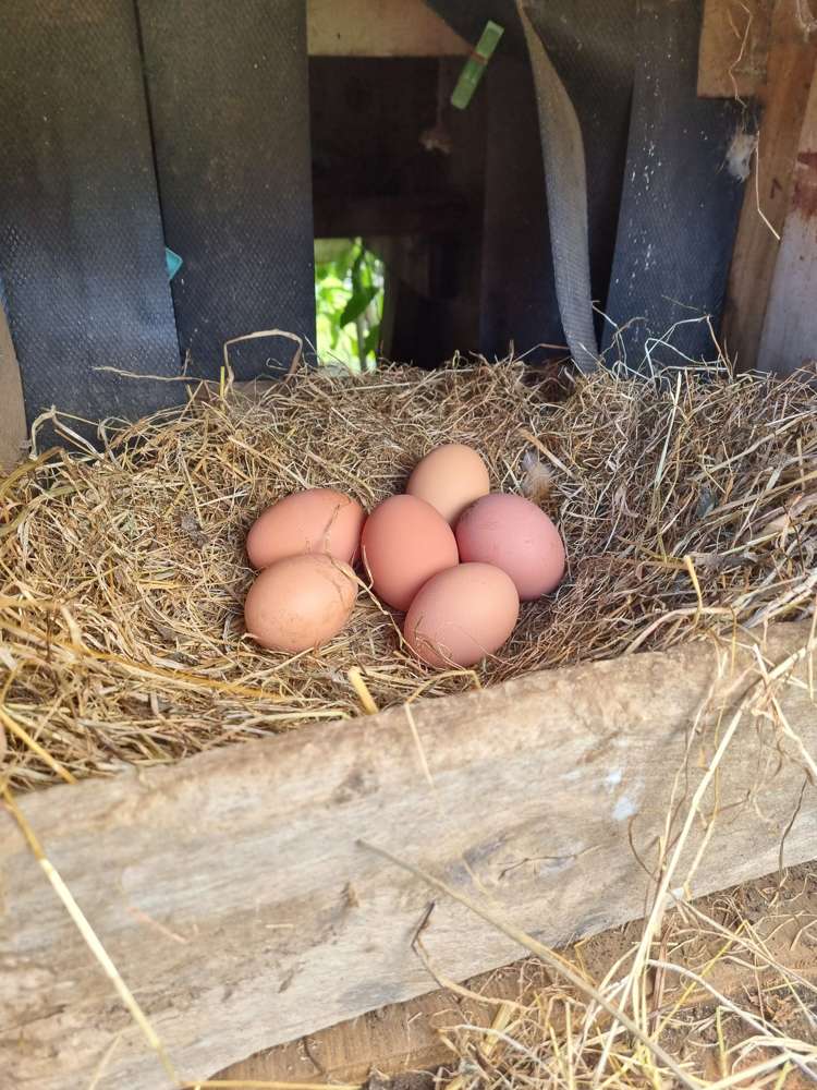 165 Pekanui Road Puketotara_24