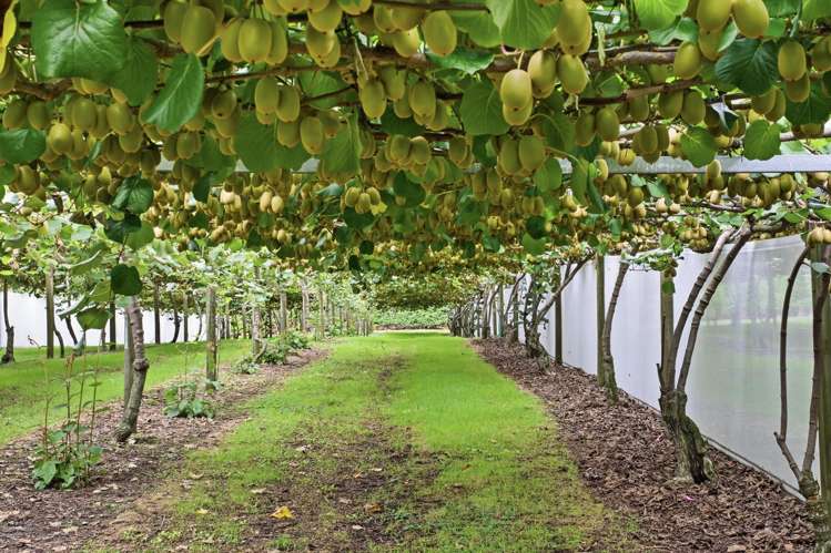 840 No 3 Road Te Puke_9