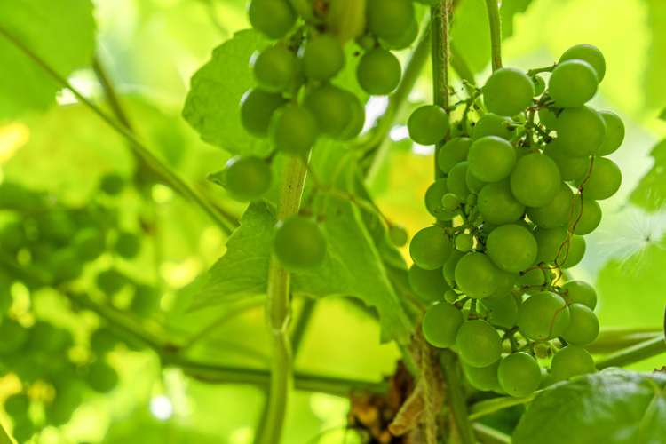 3/53 Brotherhood Road Kihikihi_25