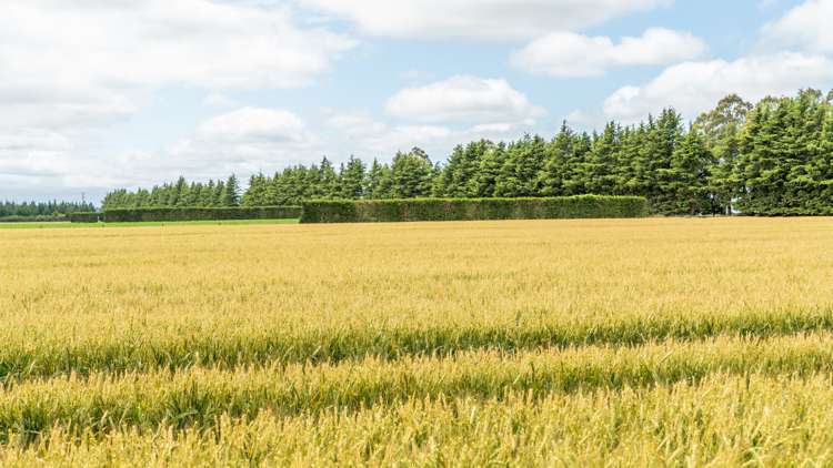 Waireka Road Darfield_17