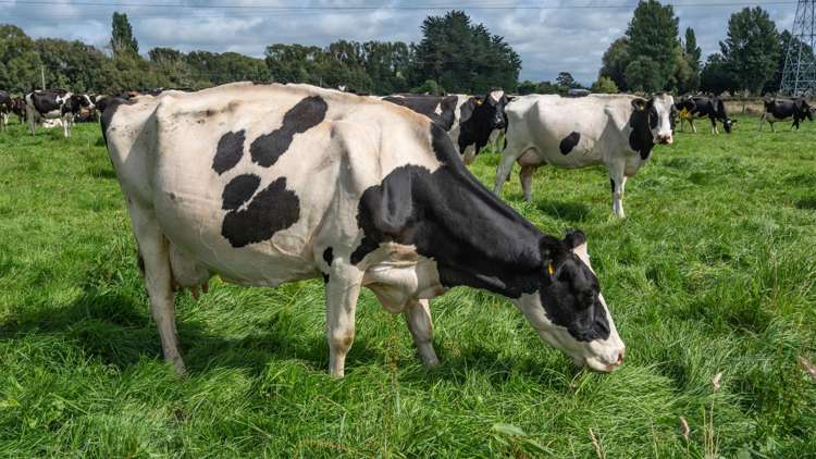 249 Plaskett Road Fernside_41