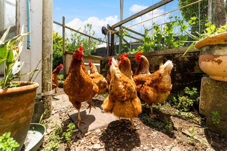 100 George Street Hikurangi_20