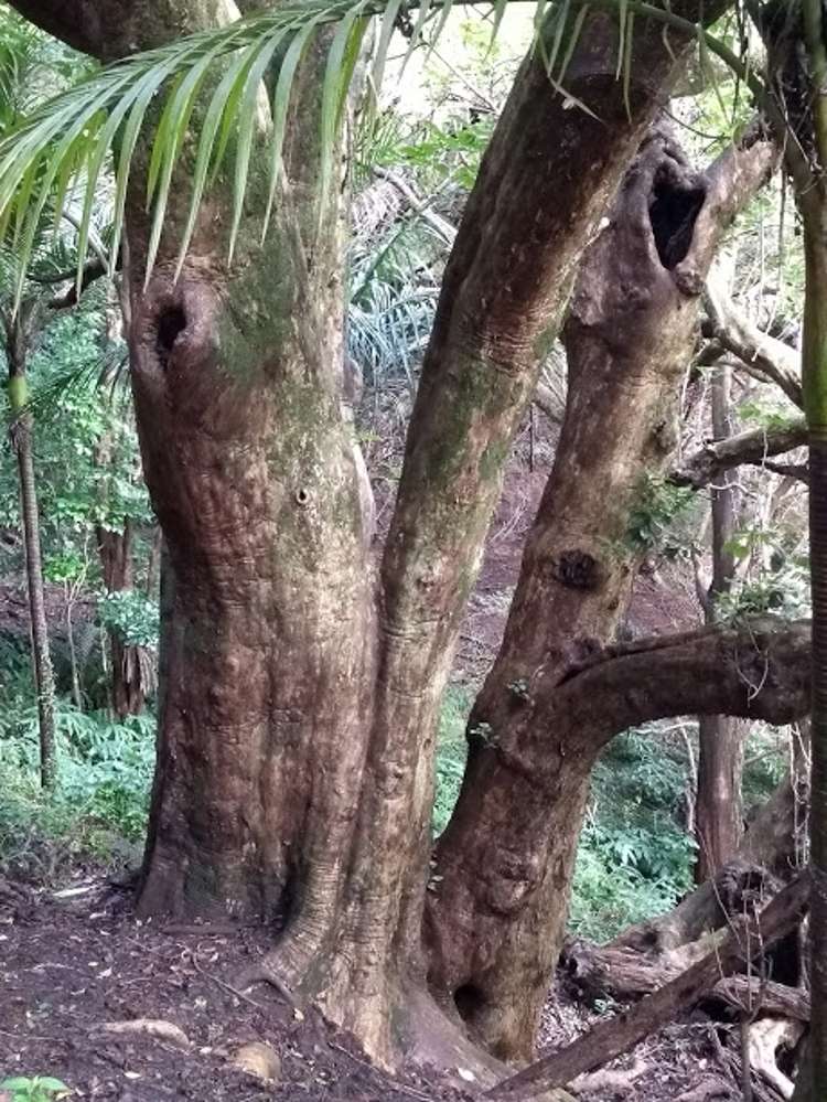 1708 Russell Road Hukerenui and Surrounds_21