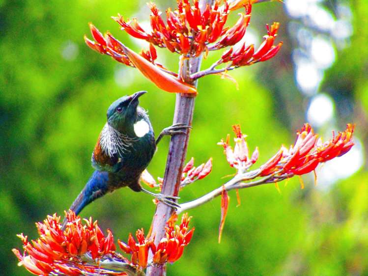 Lots 10-24 54a Redcliffs Road Kerikeri_9