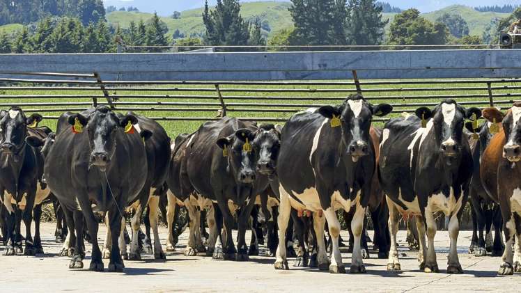 519 Main South Road Rangiwahia_15