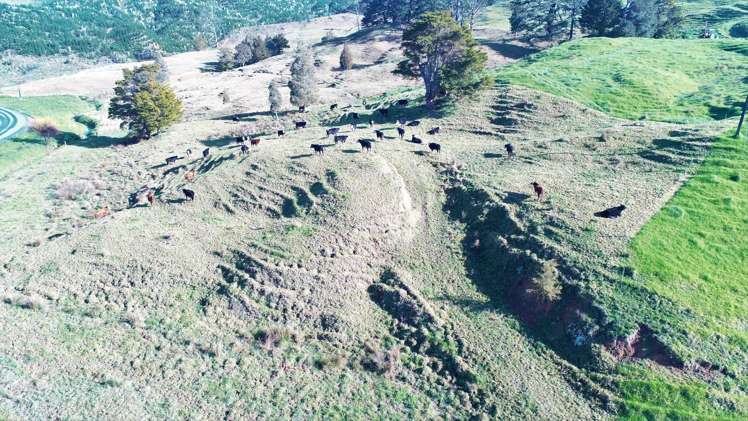 386 Pawarenga Road Broadwood_12