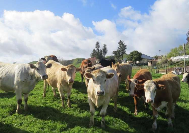 168 Pao Road Aria_19