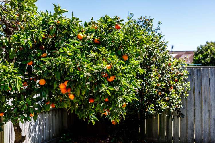 8B Martin Place Whakatane_14