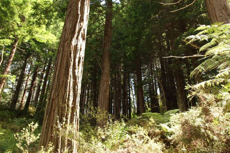 Puhata Road Herekino_9