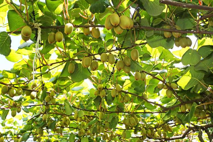 36 Eden Road Pukekohe_5