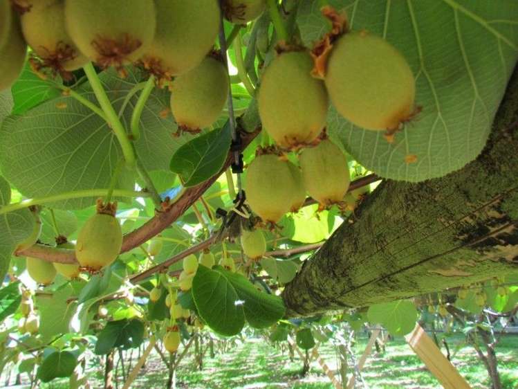 81 Ruahihi Road Kaimai_8