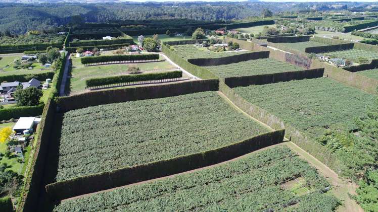 560 Belk Road Kaimai_0