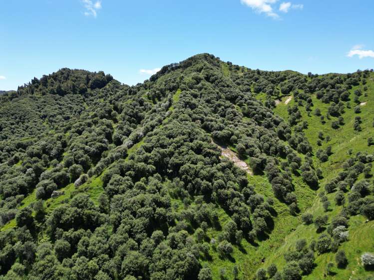 Trussells Track, Tawata Road Taumarunui_8