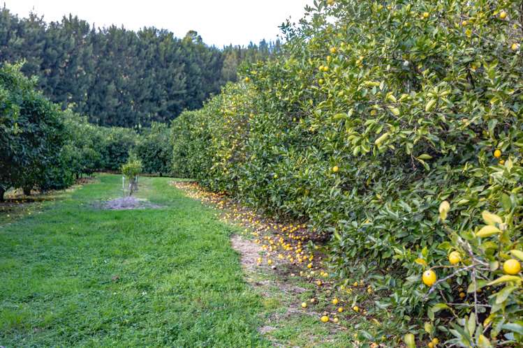 146 Omahu Valley Road Puriri_3