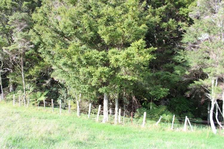 Pipiwai Road Ruatangata_9