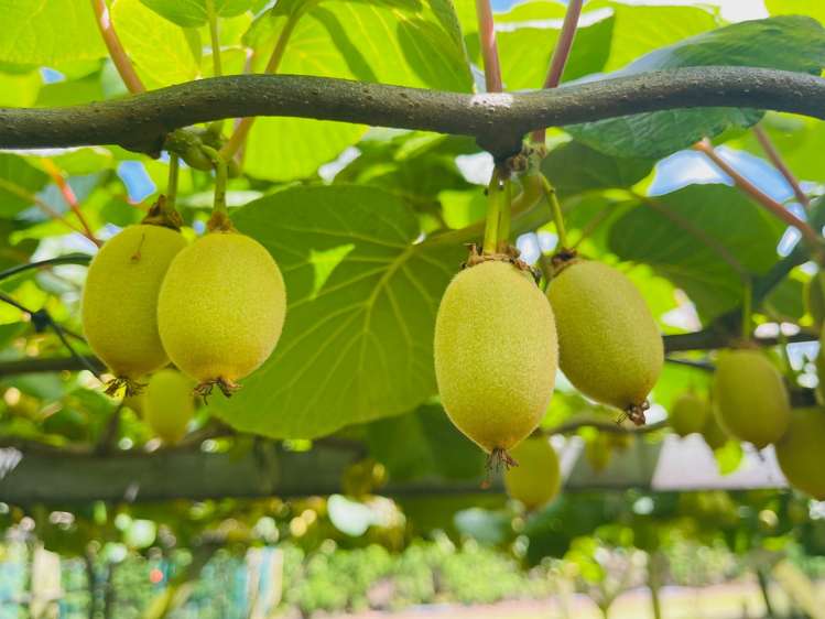 23 Wilson Road North Paengaroa_19