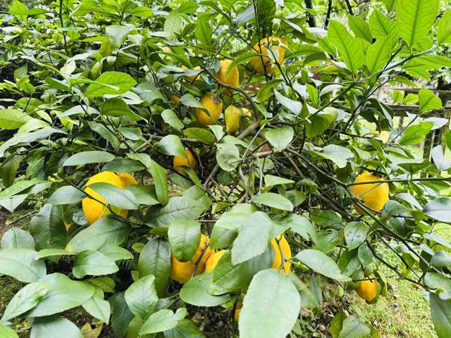 10 Richmal Street Waihi_2