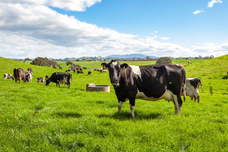 330 Rangitanuku Road Te Poi_10