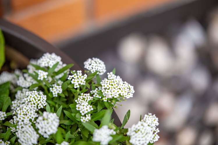 24a Morris Road Hillcrest_38