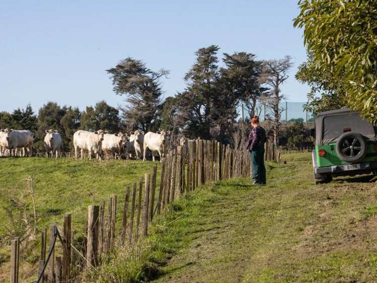229 Walford Road Katikati_15
