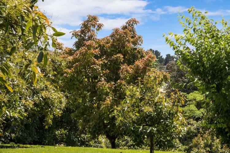 241 Rea Road Hauraki Surrounds_22