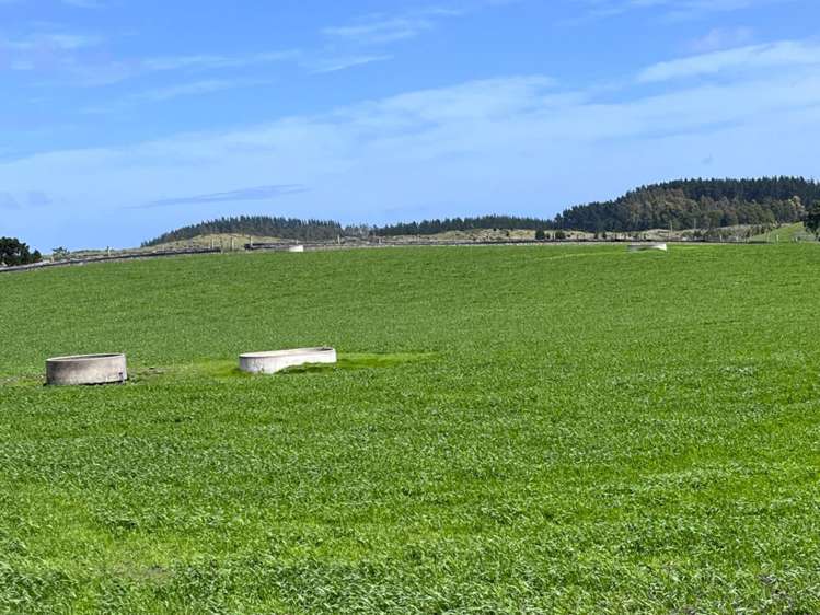 78 Brandon Hall Road Bulls_1