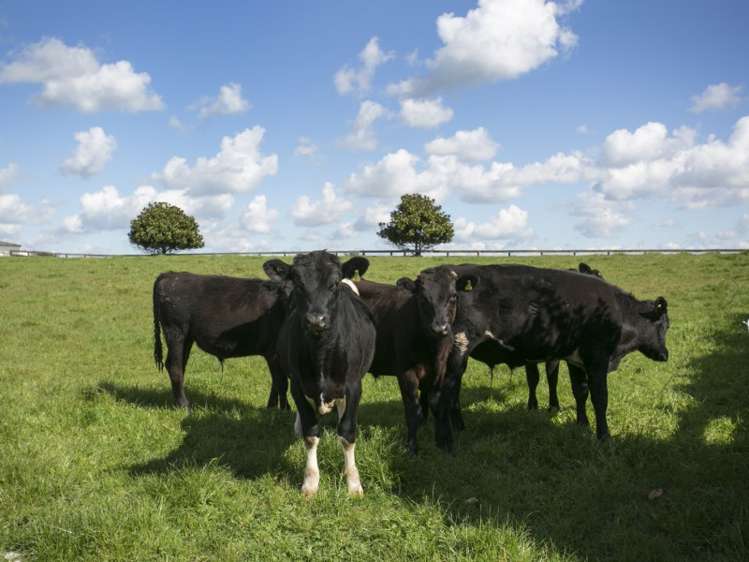 1183c Victoria Road Tauwhare_9