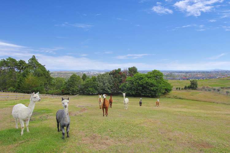 142 Point View Drive East Tamaki Heights_5