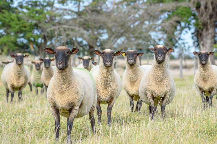 1926 Christchurch Akaroa Road Gebbies Valley_19