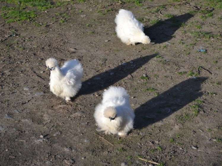 304 Springston Rolleston Road Rolleston_13