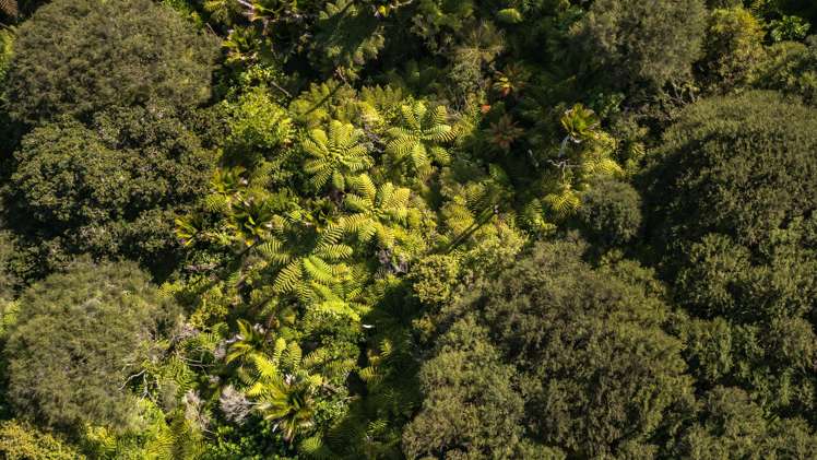 982B Manaia Road Coromandel_15